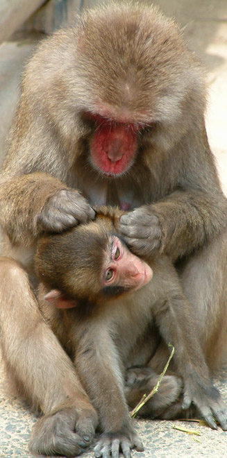 野生のさる達を間近で見る事が出来る高崎山自然動物園