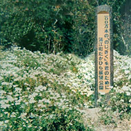 蒲江地区にある「たかひら展望公園」では11〜12月にはのじぎくが咲く