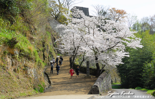 豊後竹田市の岡城跡は春は桜、秋は紅葉の名所である