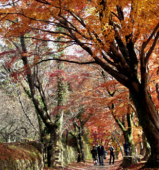岡城跡の紅葉