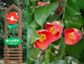 福島町にある「初崎自然公園」の椿