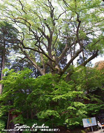 推定樹齢600年の大興善寺のクスノキ。樹高25m、幹回り5.7m、枝張り30m　この木は佐賀の名木１００選に選ばれています