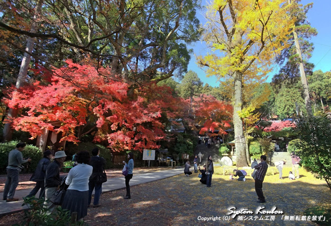 銀杏(イチョウ)とモミジの紅葉がきれいな大興善寺(だいこうぜんじ)の境内。 例年の紅葉の見頃は11月中旬から下旬