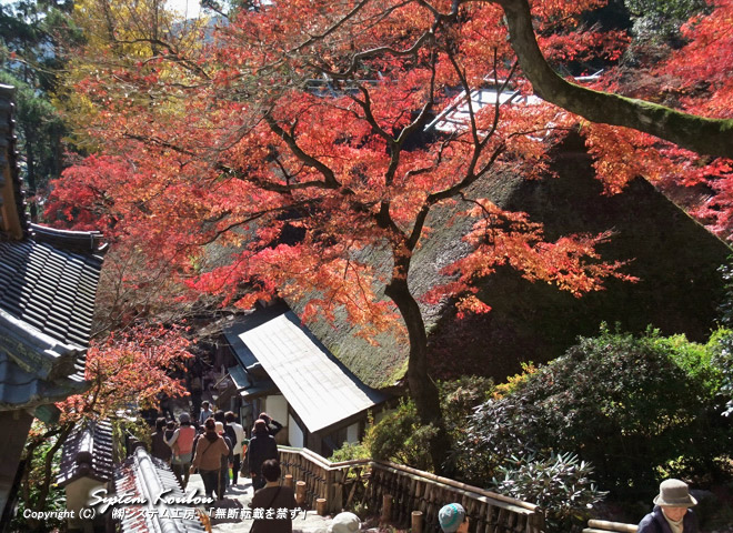 紅葉と茅葺(かやぶき)屋根の景色が最高に良い