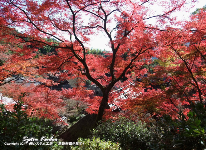 今日(2010/11/24)は天気も良くて、最高の紅葉日和(ひより)
