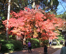 紅葉は見頃
