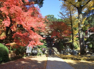 訪れた人が絶賛する大興善寺の紅葉