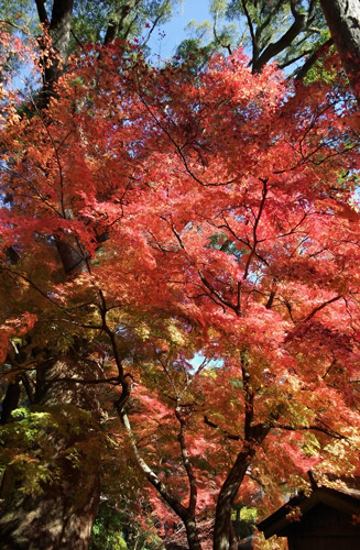 目の覚めるような紅葉