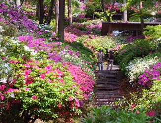 つつじ開花時期には見学者も多い
