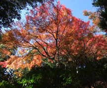 園内のいたる所に紅葉がある