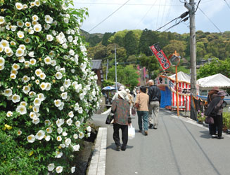 参道に咲く白い花。通りすがりのおばちゃんが「白椿」と言っていたが?