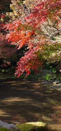 池と紅葉のモミジ
