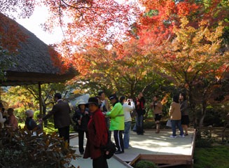 近年は暖冬で20日過ぎが紅葉の見頃のようだ