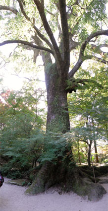 樹齢800年以上のクスノキ（仁比山神社のクスノキ）