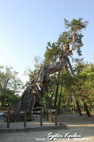 推定樹齢2200年のビャクシン（樹高20m、幹回り4.1m、枝張り6m）