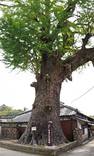 樹齢約１０００年の泉山の大イチョウ（国指定天然記念物）