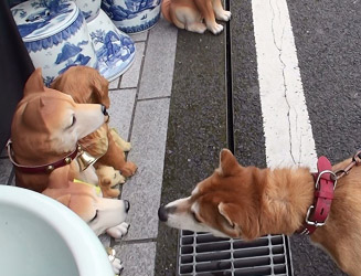 犬の置物にワンコもびっくり