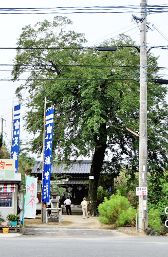 境内に大きなムクノキがある(樹齢100年以上)