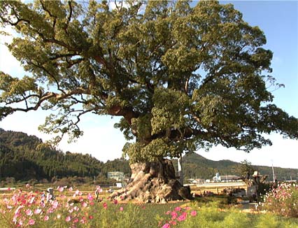 川古（かわこ）の大楠。樹齢3000年、全国3位