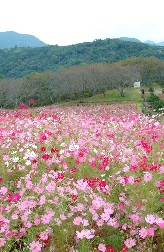 コスモスの咲く東山公園（例年１０月１０日前後が見頃）