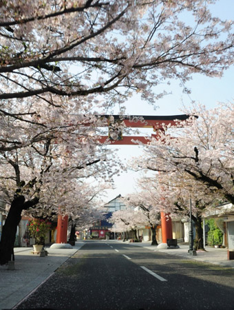 春には参道の桜がきれい