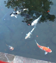 太鼓橋の架かる池には鯉がいる