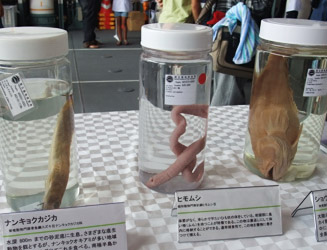南極の海の生物標本
