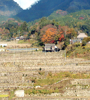 東峰村宝珠山地区には手入れの行き届いたみごとな竹の棚田(日本の棚田百選)