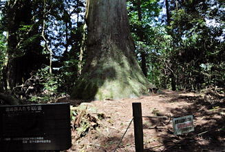 “行者の父”と言われている「大王杉」推定樹齢600年