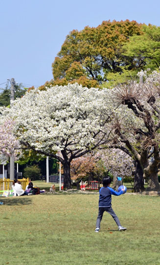 広い広場ではキャッチボールやバドミントンなどもできる