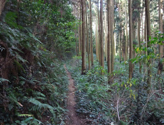 入口から林の中を約300m歩く(約10分)