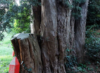 大きな幹が折れている。樹齢は九大の調査によると約4千年らしい?