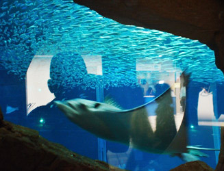 ノ 道 海 水族館 中 大人も楽しめる！深海魚・深海生物がいる水族館11選！新種＆貴重＆不思議が満載！