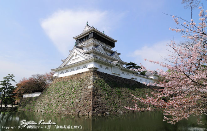 小倉城の南蛮造りの天守閣と桜
