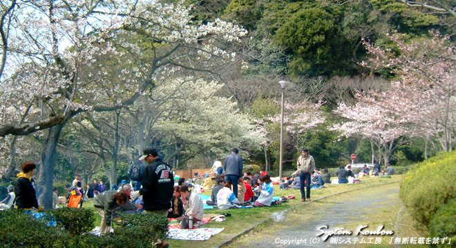 桜の開花時期には多くの花見客でにぎわう「めかり公園」