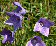 キキョウの紫の花