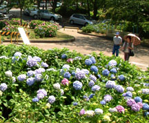 高塔山公園では６月のアジサイ開花時期に「あじさい祭り」が開催される