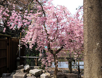 小倉城に通じる道そばにあった「しだれ桜」