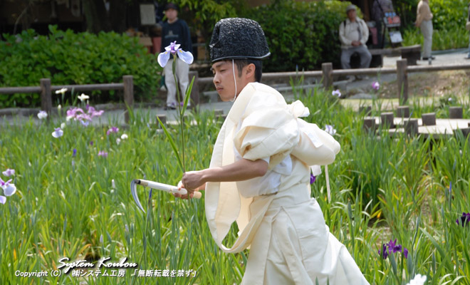 毎年、５月末から６月初旬に開催される「菖蒲祭り」で行われる「江戸菖蒲初刈り神事」