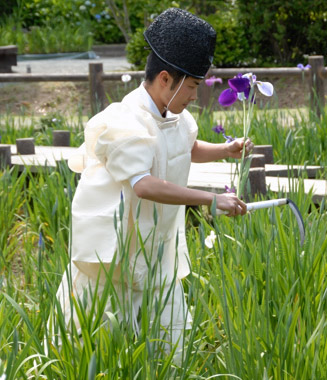 神事の時期には江戸菖蒲の花はちらほらしかない