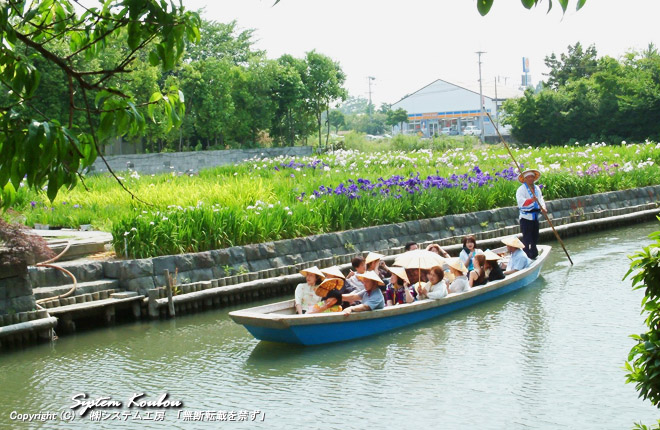 「川下り」は柳川観光の定番中の定番。６月初めには花菖蒲もきれいでした。（後ろは椛島菖蒲園）