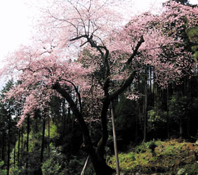 推定樹齢６００年の虎尾桜