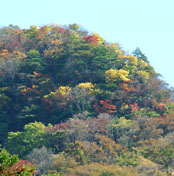 英彦山神社上の紅葉
