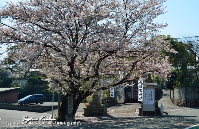 一の鳥居の手前の桜がきれいな須賀神社（すがじんじゃ） ※ 2014/04/02 撮影