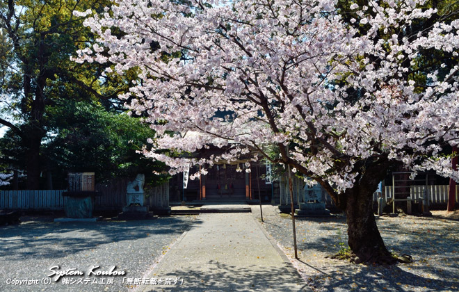 桜と奥の社殿