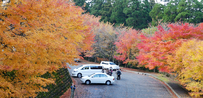 高住神社の駐車場そばの紅葉