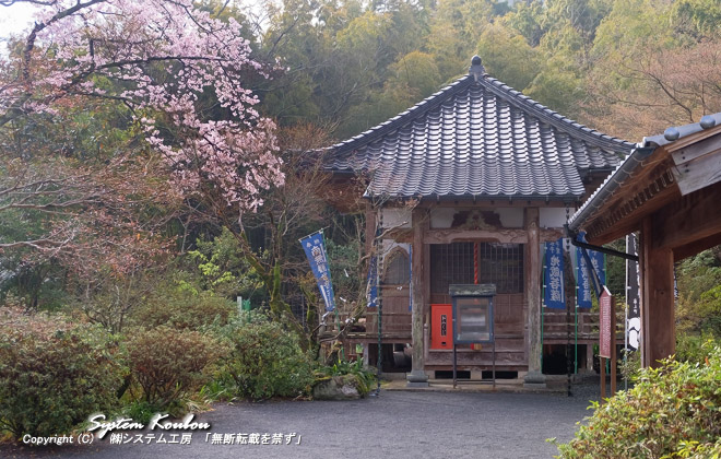 本堂の左には城井宇都宮公霊廟（れいびょう）がある。桜も咲いていた
